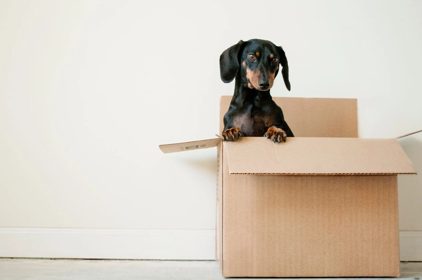 Dog in a corrugated box